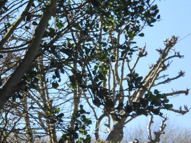 Treetops in March