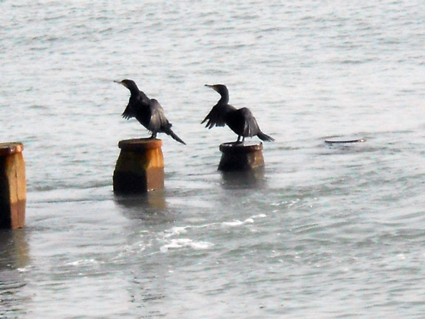 Cormorants contemplating take-off