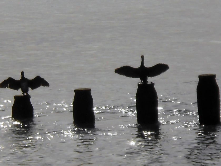 Cormorants take-off