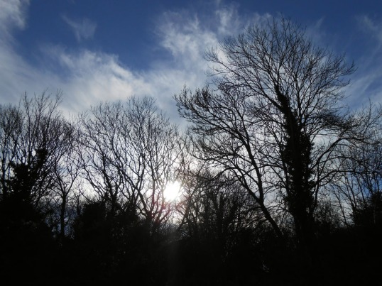 Sun Through Winter Trees