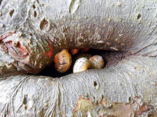 Hibernating Snails
