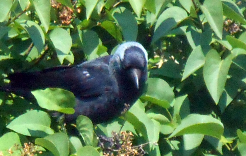 Jackdaw Feasting On Lilac Flower Seeds