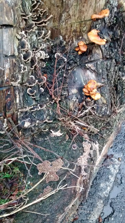 fungi-on-tree-stump